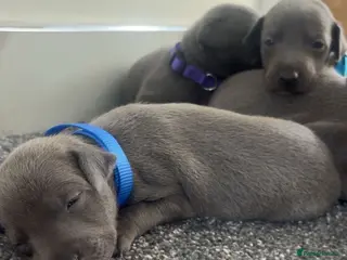 Whippet dogs Blue whippet puppies 💙❤️🏡 - Advert 7