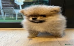 Pomeranian dogs for sale: Two 8 week old Pomeranian puppies  - Image 5