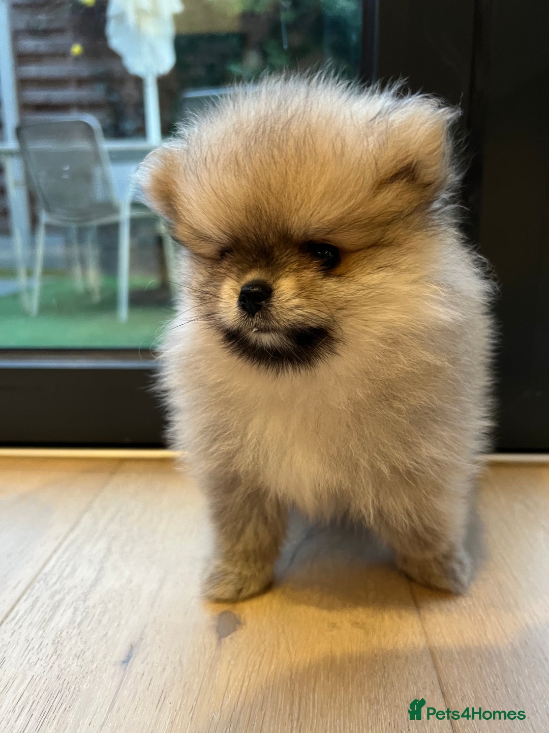 Pomeranian dogs for sale: Two 8 week old Pomeranian puppies  - Image 5