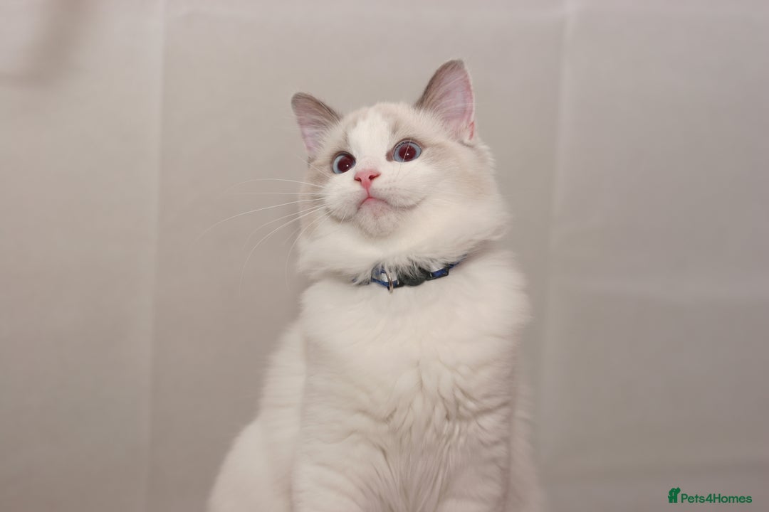 Ragdoll cats for sale: Last 1 Ragdoll kittens TICA registered boy - Advert 27