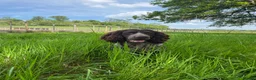 Cocker Spaniel dogs for stud: Liver roan cocker available for stud - Advert 2
