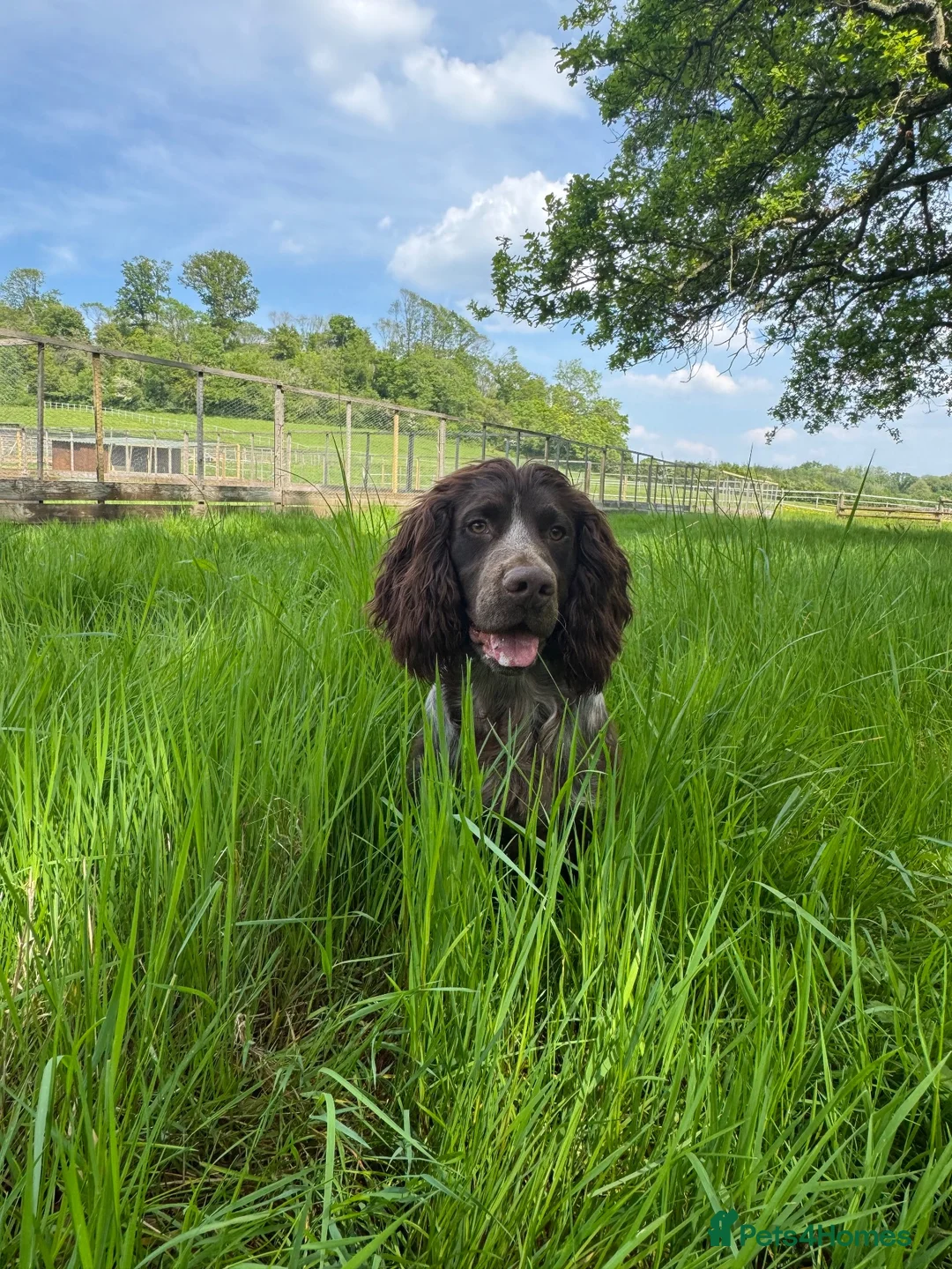 Cocker Spaniel dogs for stud: Liver roan cocker available for stud - Advert 2