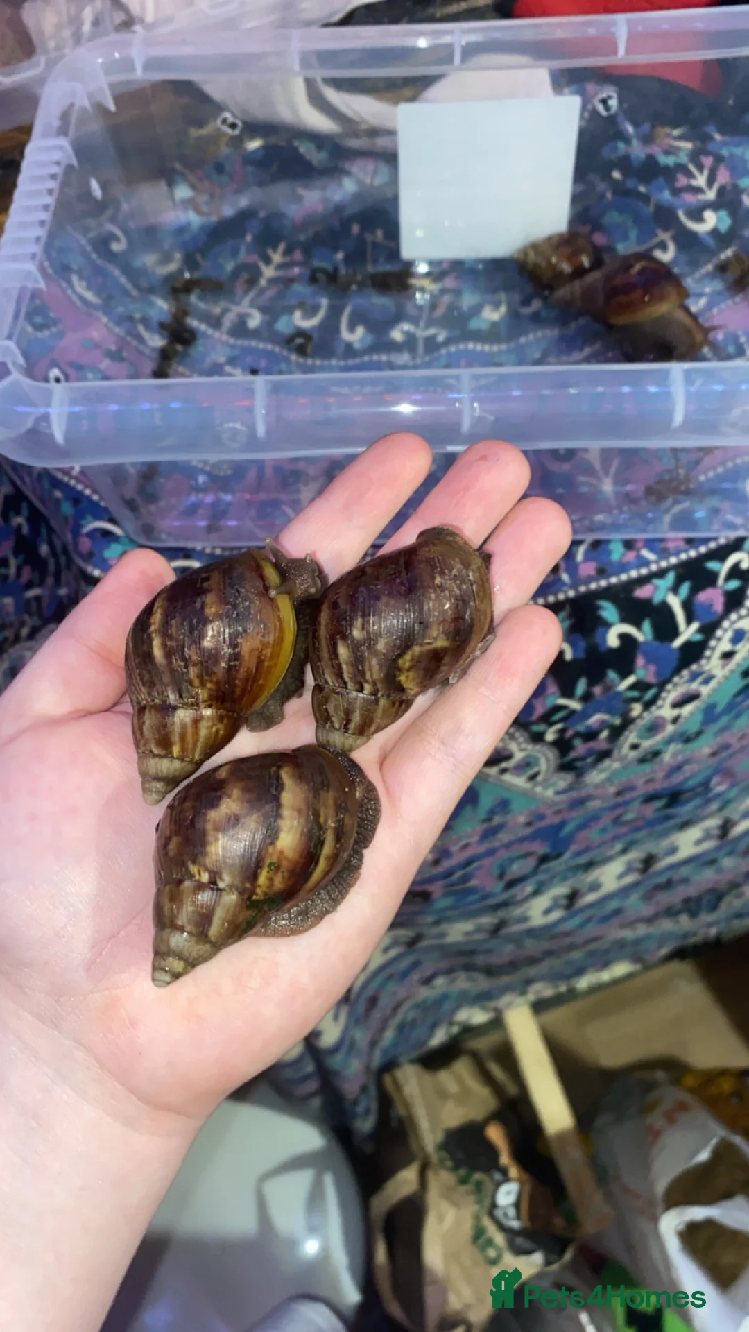 Snails invertebrates for sale: Giant African land snails  - Advert 15
