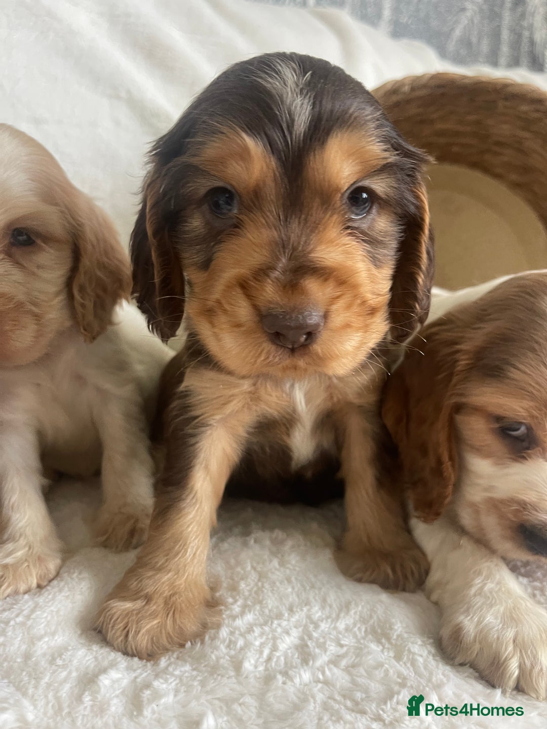Cocker Spaniel dogs for sale: STUNNING SHOW COCKERS DNA TESTED  - Image 7