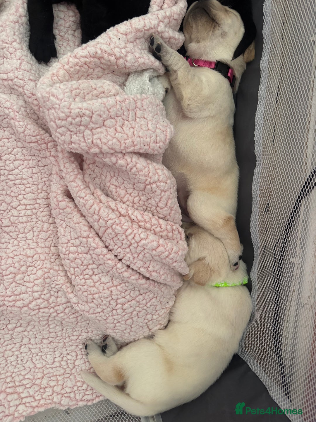 Labrador Retriever dogs for sale: Labrador puppies - Image 16