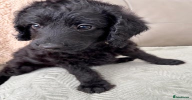 Labradoodle dogs - Advert 4