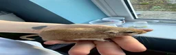 Gerbil rodents for sale: Female gerbil  - Advert 1