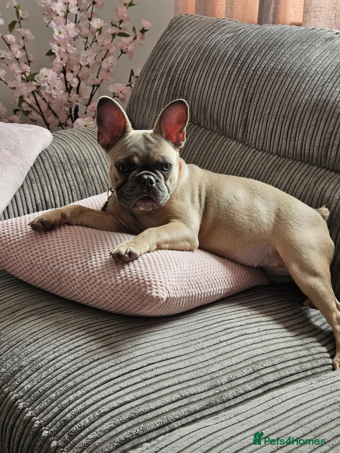 Frug dogs for sale: Female Frug - Advert 6