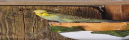 Budgerigars birds for sale: Baby budgies and baby cockatiel  in Norwich - Advert 8