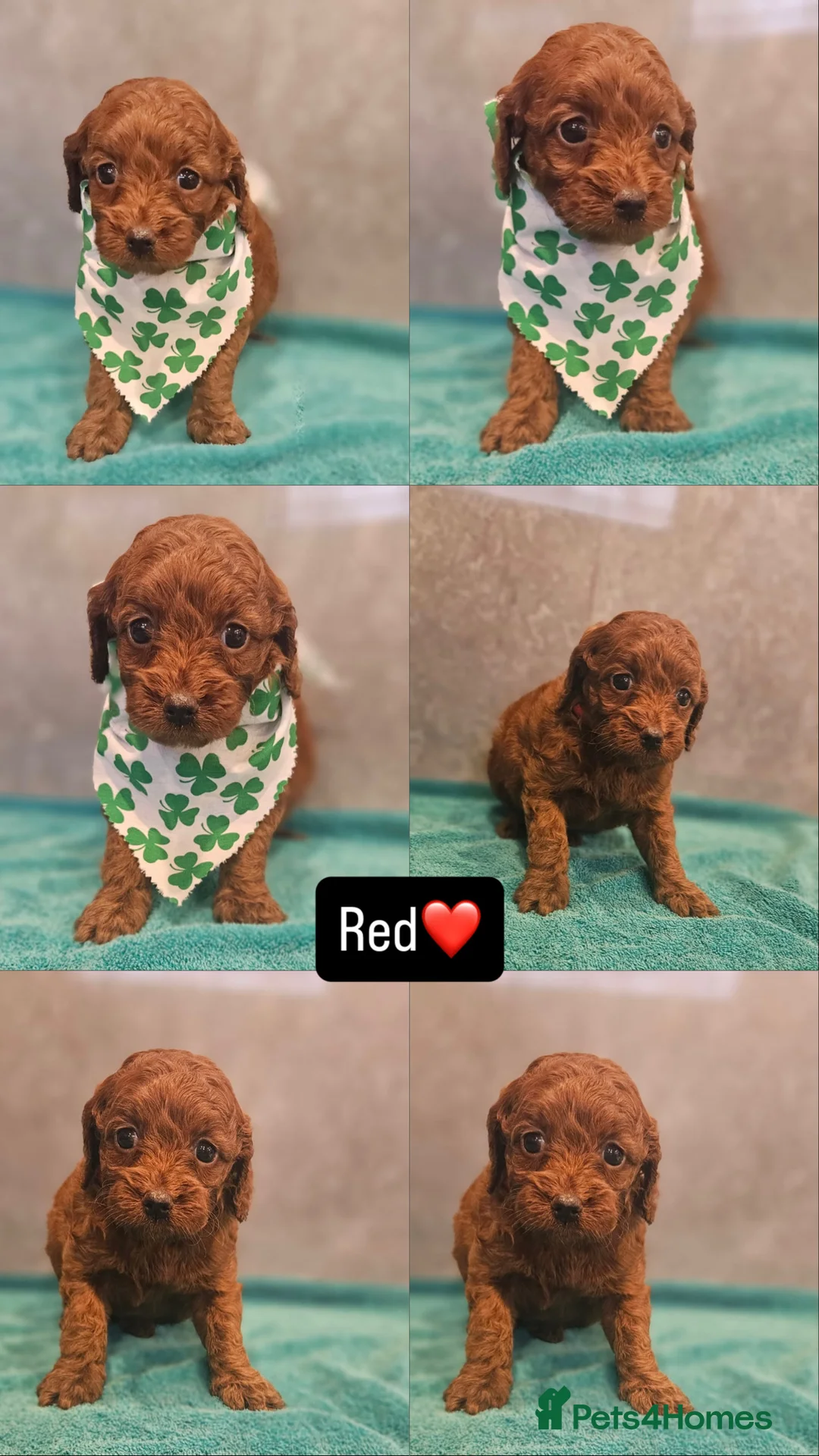 Irish Doodle dogs for sale: Irish doodle puppes - Advert 2