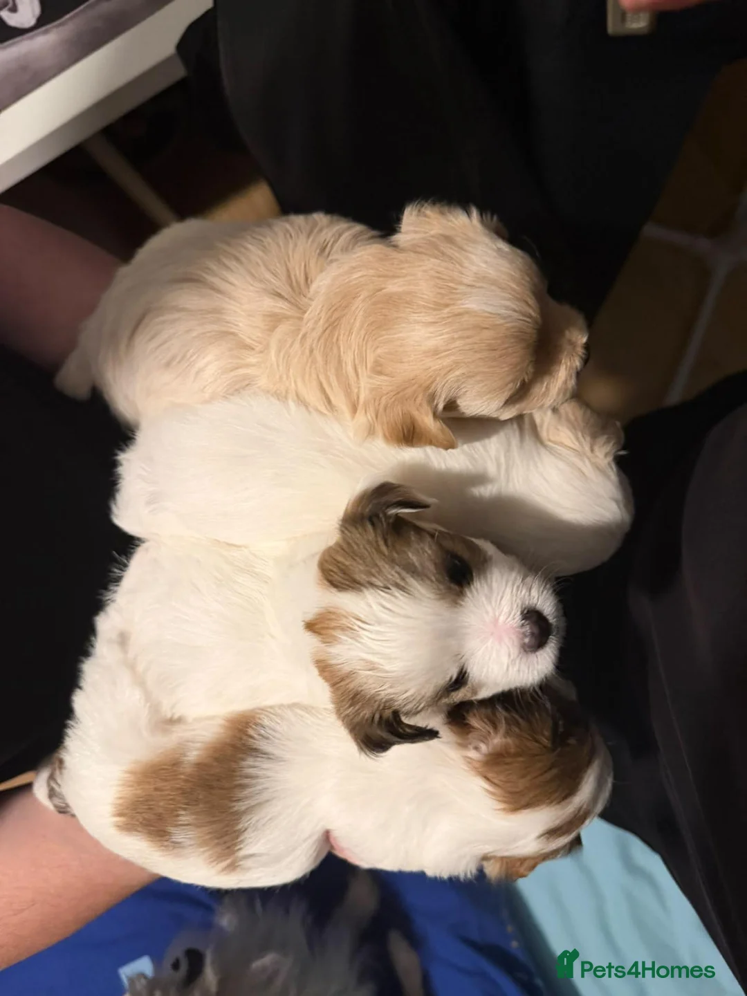 Mixed Breed dogs for sale: 🐾 Adorable Yorkiepoo × Pomchi Puppies 🐾 - Advert 28