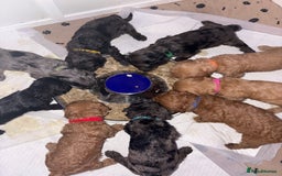 Cockapoo dogs for sale: F1bb mini cockapoo puppies  - Image 16