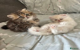 Persian cats for sale: Persian kitten still looking for her forever home  in Gateshead - Image 21