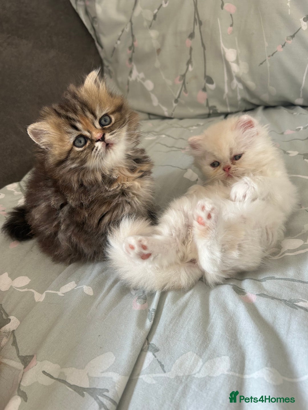 Persian cats for sale: Persian kitten still looking for her forever home  in Gateshead - Image 21