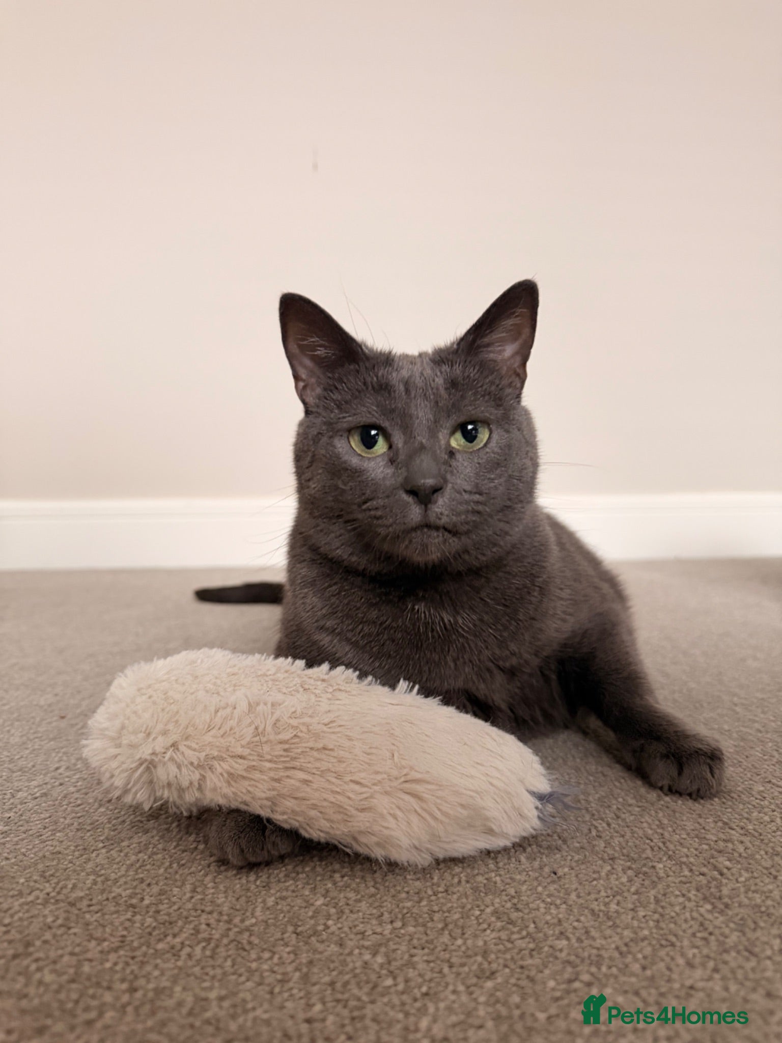 Russian Blue cats Pebbles - Advert 1