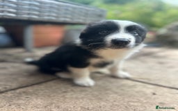 Border Collie dogs for sale: Border collie puppies - Image 6