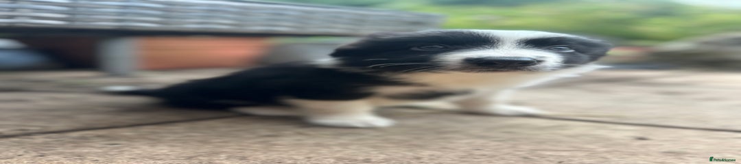 Border Collie Puppy 3