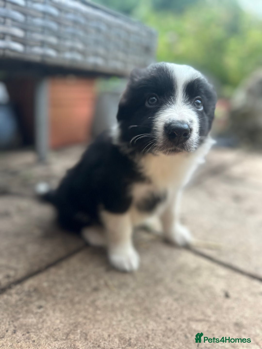 Border Collie dogs for sale: Border collie puppies - Image 6