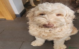 Labradoodle dogs for sale: Large standard labradoodles - Image 21