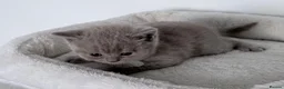 British Shorthair cats for sale: outstanding British shorthair kittens - Advert 13