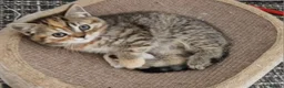 Mixed Breed cats for sale: Available Female tortie kitten - Advert 6