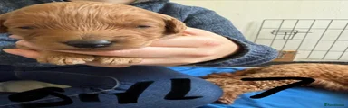 Cavapoo 7