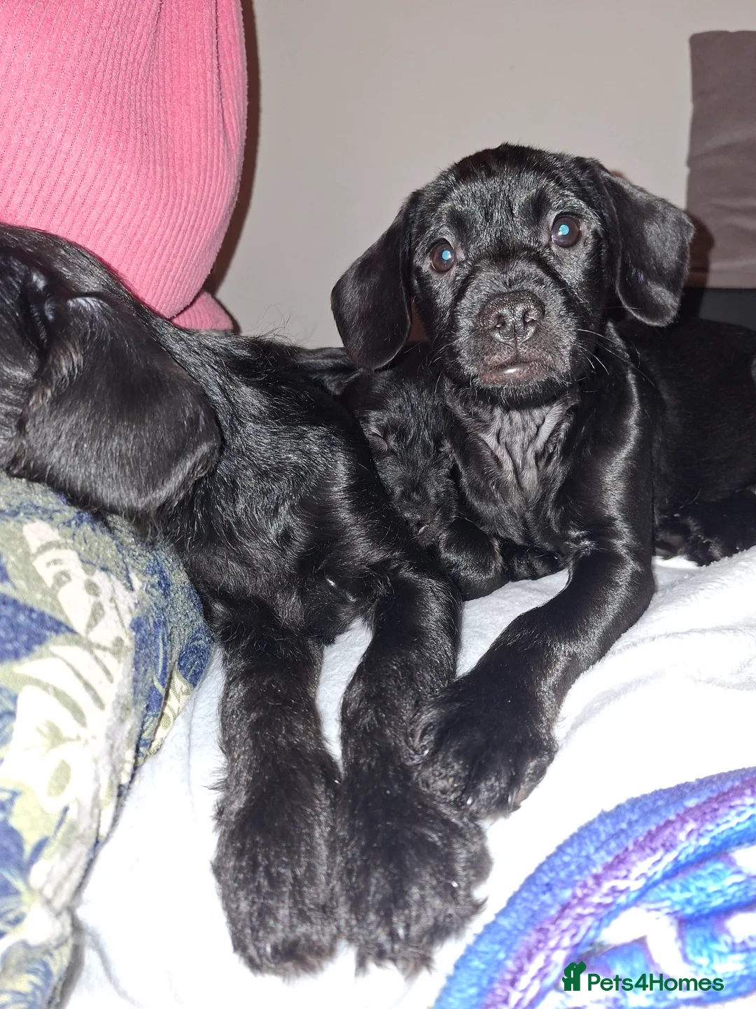 Mixed Breed dogs for sale: Miniature Poodle cross french bulldog puppies  - Advert 27