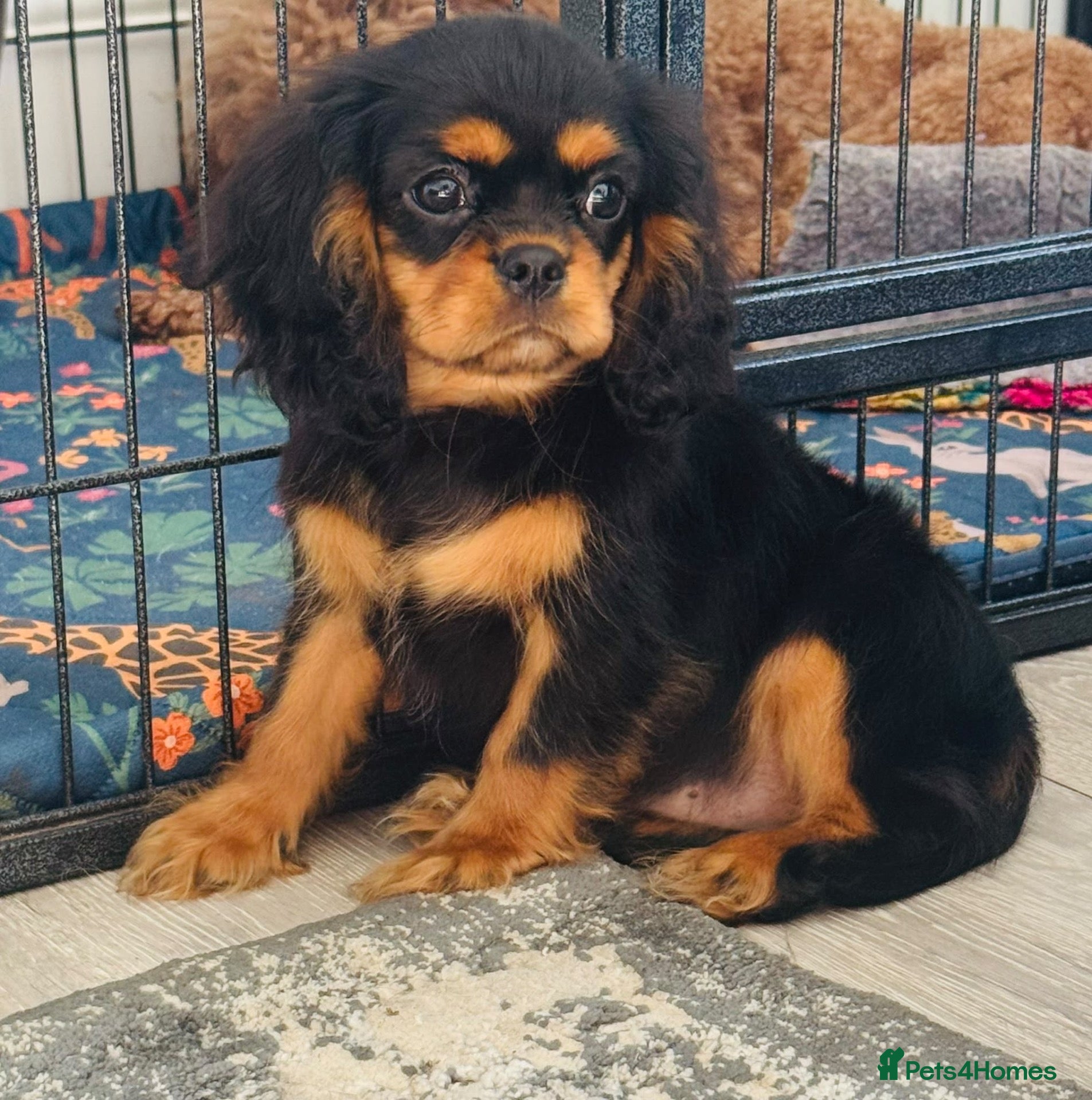 Cavalier King Charles Spaniel dogs Beautiful health tested puppies 💙 - Advert 1