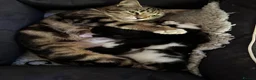 Mixed Breed cats for sale: Bengal Tiger Lily crept out for kittens - Advert 12