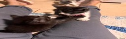 Mixed Breed cats for sale: 5 BBSH x mixed kittens black white grey - Advert 11