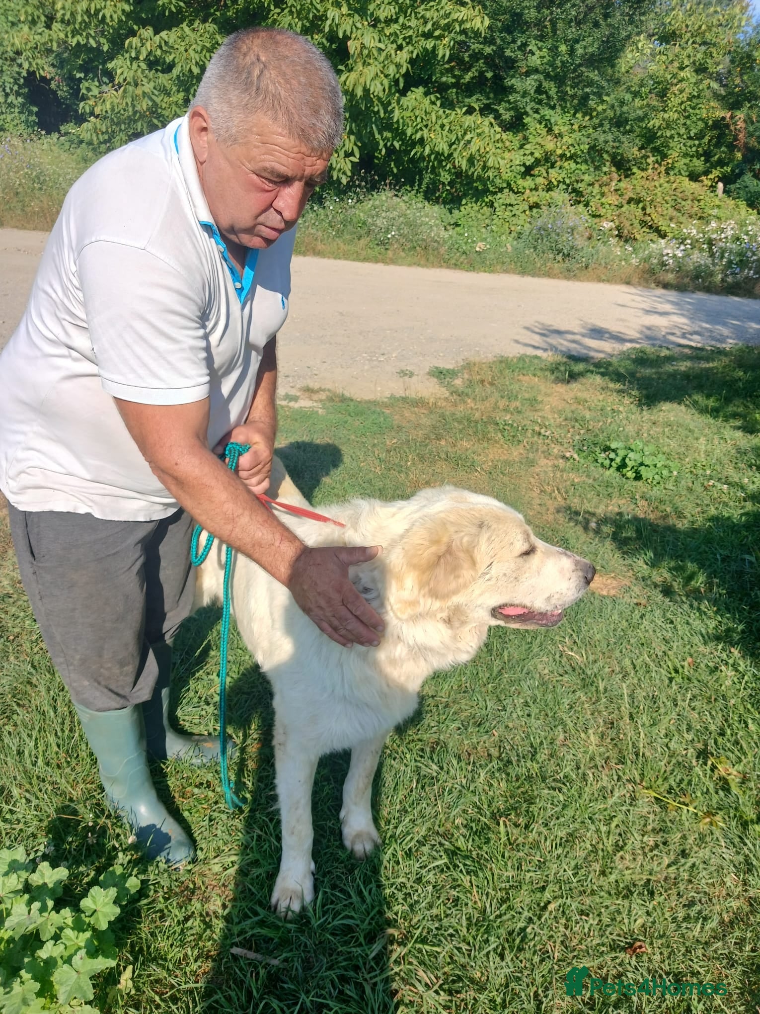 Mixed Breed dogs for adoption: RAFFI, a Gentle Giant Looking for His Loving Home - Advert 1