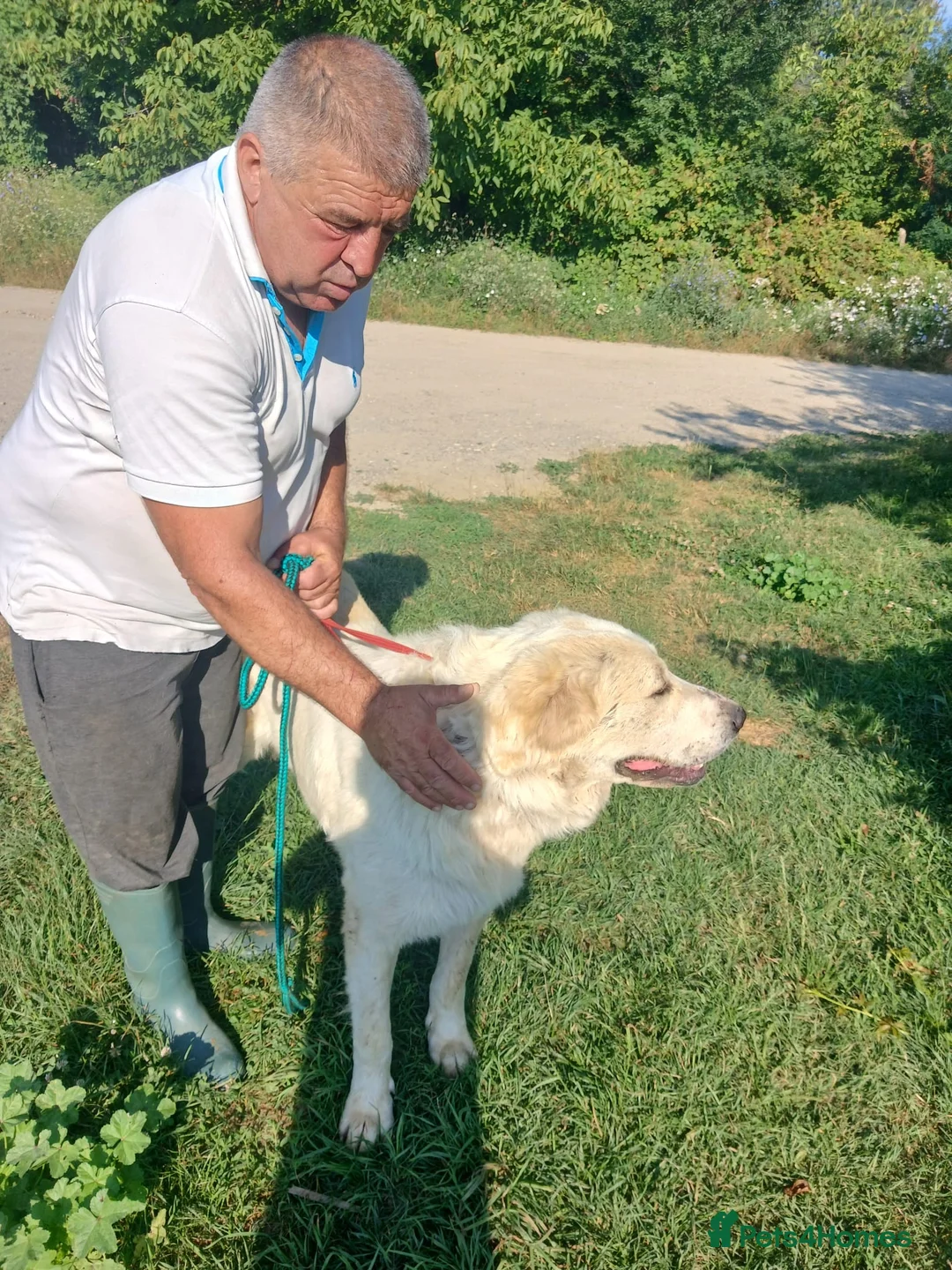 Mixed Breed dogs for adoption: RAFFI, a Gentle Giant Looking for His Loving Home - Advert 1