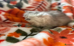 Scottish Fold cats for sale: Now Taking Reservations Scottish Straight  - Image 27