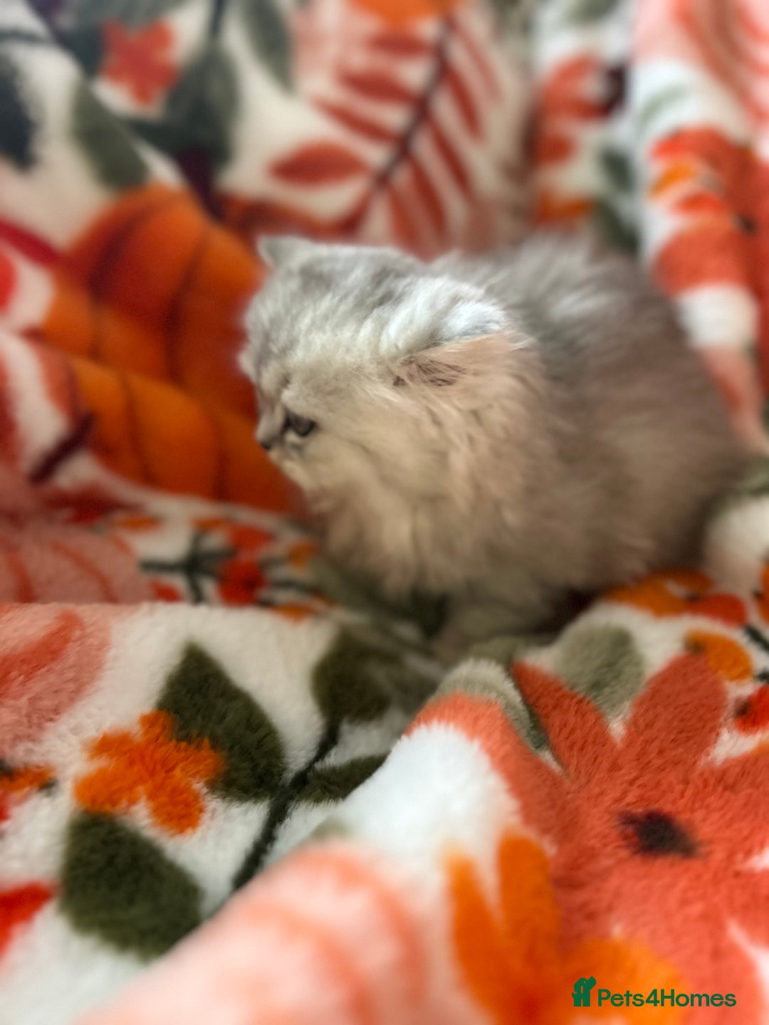 Scottish Fold cats for sale: Now Taking Reservations Scottish Straight  - Image 27
