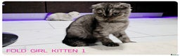 Scottish Fold cats for sale: SCOTTISH FOLD KITTENS (DELIVERY  AVAILABLE) - Advert 3