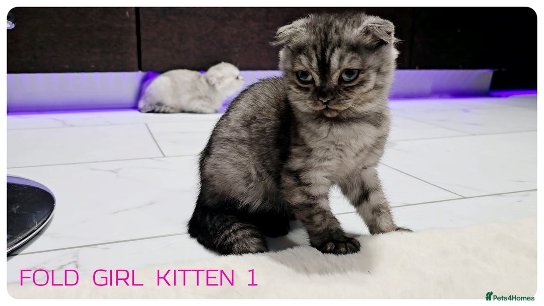 Scottish Fold cats for sale: SCOTTISH FOLD KITTENS (DELIVERY  AVAILABLE) - Image 8