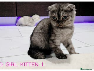Scottish Fold cats SCOTTISH FOLD KITTENS - Advert 11
