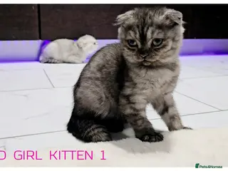 Scottish Fold cats SCOTTISH FOLD KITTENS - Advert 12