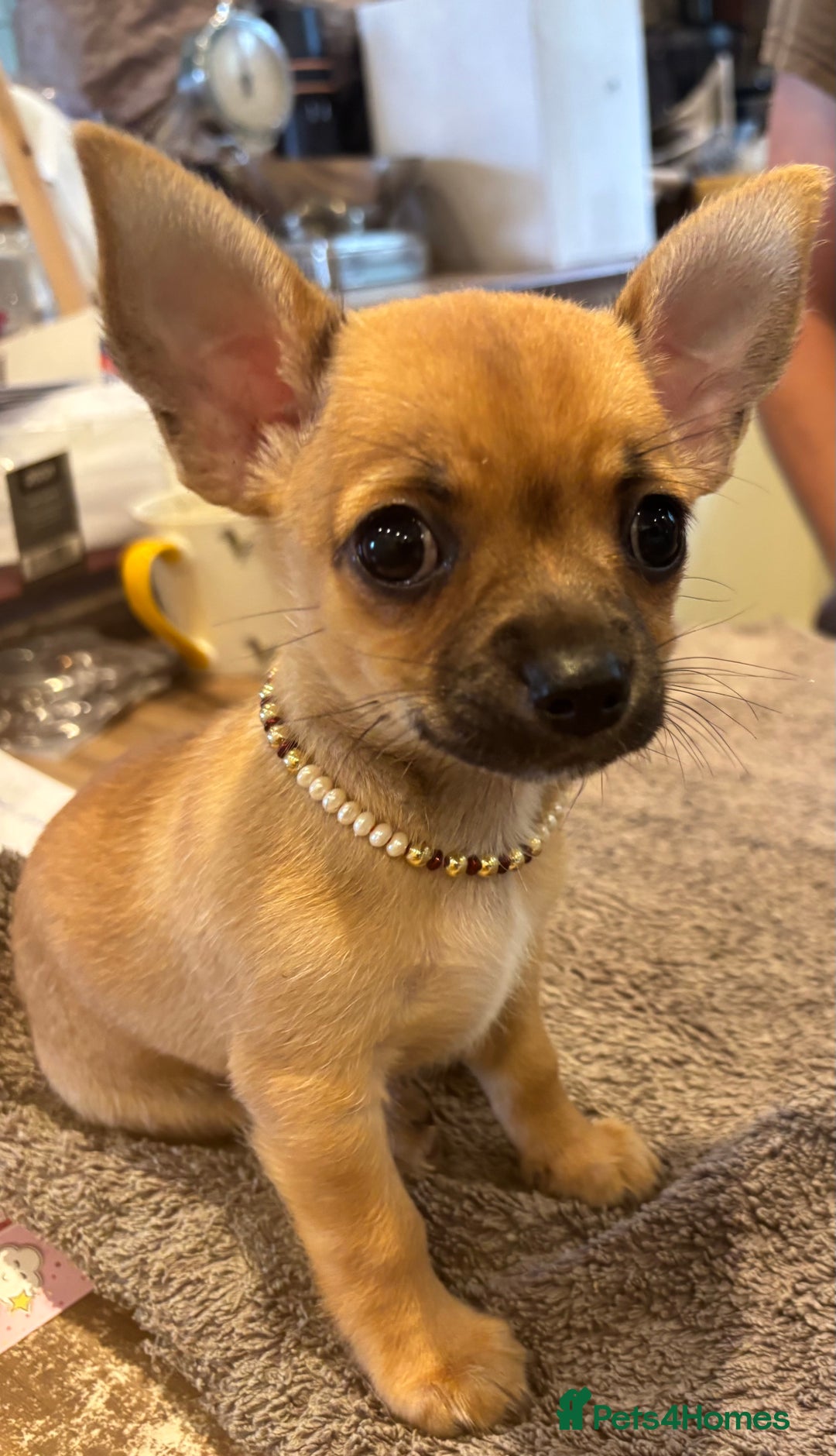 Chihuahua dogs for sale: Playful Chiuahah puppies 3 girls and one boy - Image 4