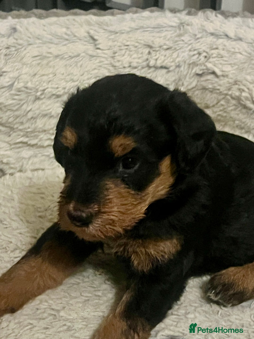 Miniature Schnauzer dogs for sale: 🐾🤎🐶Cavaschnauzer-Pups🐶🤎🐾 - Image 36