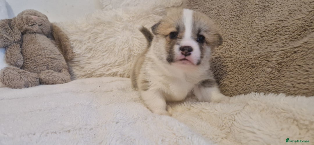 Welsh Corgi Pembroke dogs for sale: Exceptional Corgi Puppies ready soon - Advert 6