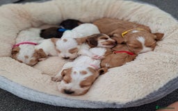 Cocker Spaniel dogs for sale: *Cocker spaniel puppys* - Image 6