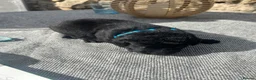 Labrador Retriever dogs for sale: Labrador puppies- TWO BOYS AVAILABLE  - Advert 24