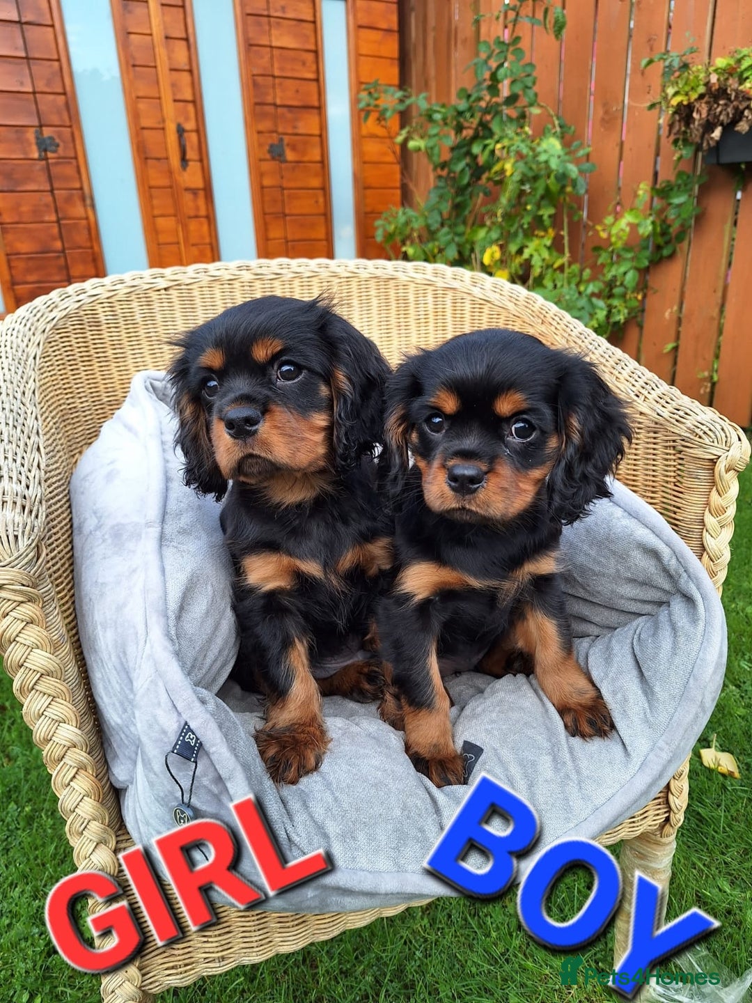 Cavalier King Charles Spaniel dogs for sale: Cavalier King Charles spaniel  - Image 6