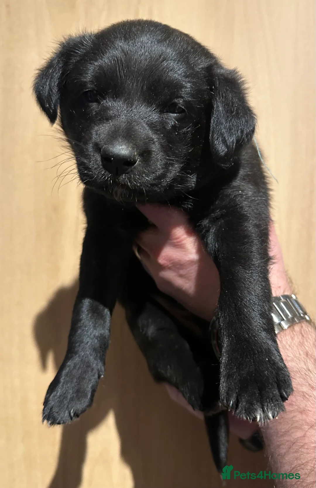 Borador dogs for sale: Labrador x Collie Puppies - Advert 12