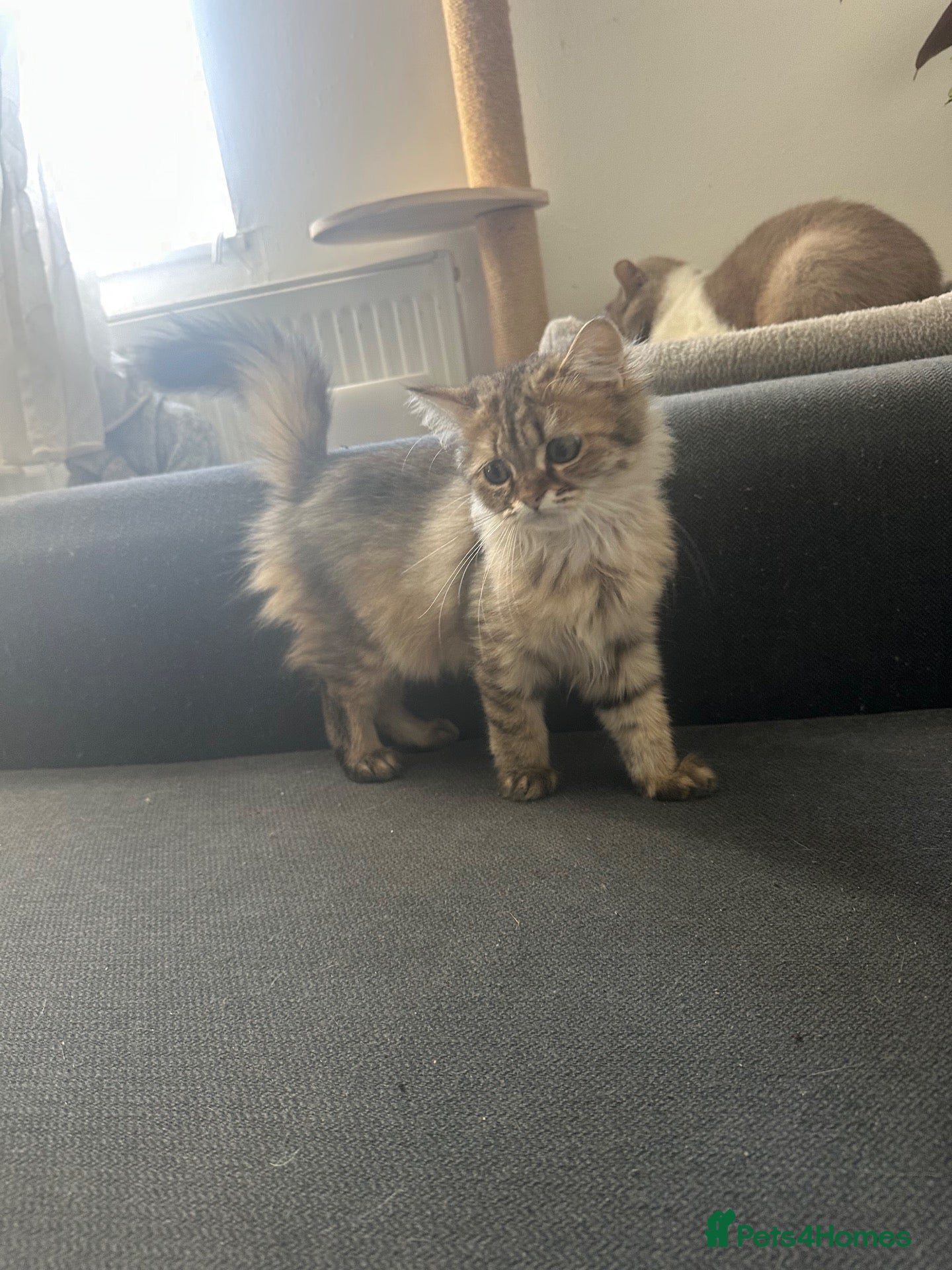 British Longhair cats Last Boy British long haired  - Advert 18