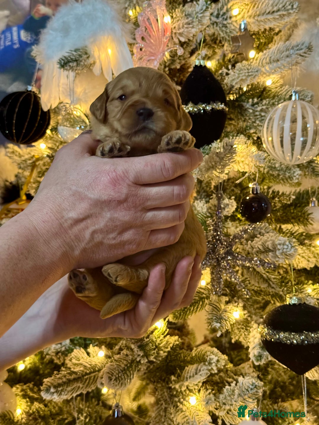 Mini Goldendoodle dogs for sale: 7 mini goldendoodle dna clear puppies - Advert 8