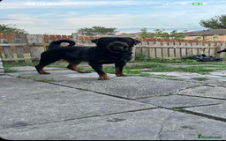 Mixed Breed dogs for sale: Corso weilers  - Image 2