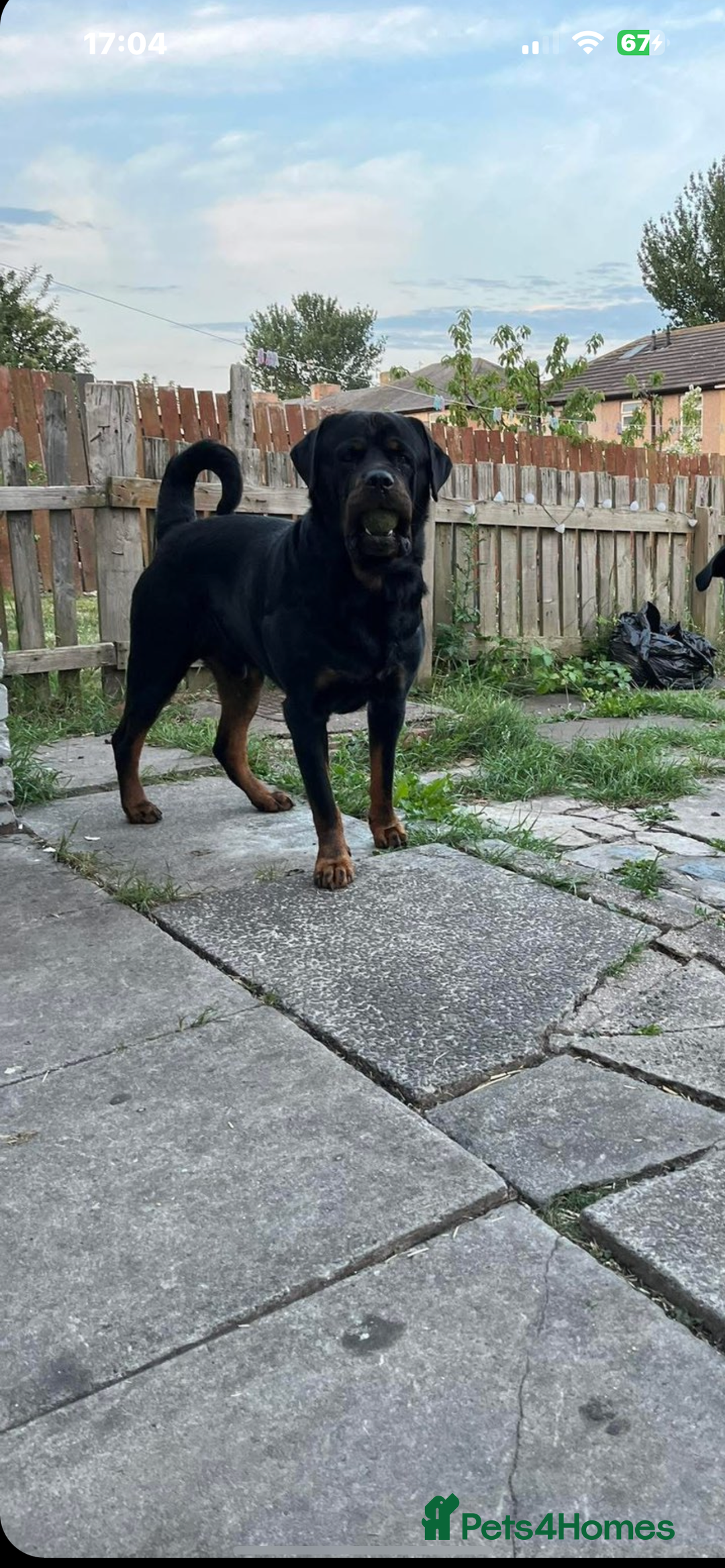 Mixed Breed dogs for sale: Corso weilers  - Image 2