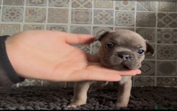 Mixed Breed dogs for sale: Staffie/Frenchie pups - Image 3